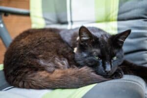 Bethuberhof-Katze