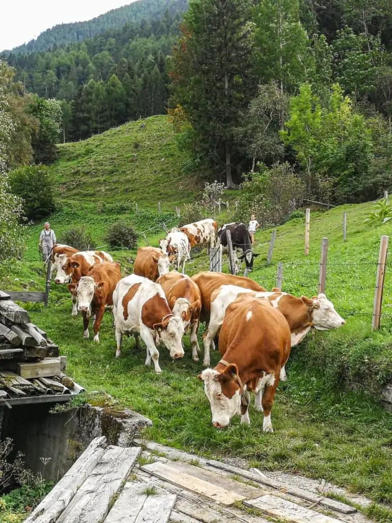 Viehtrieb in den Stall vom Bethuberhof in Matrei in Osttirol
