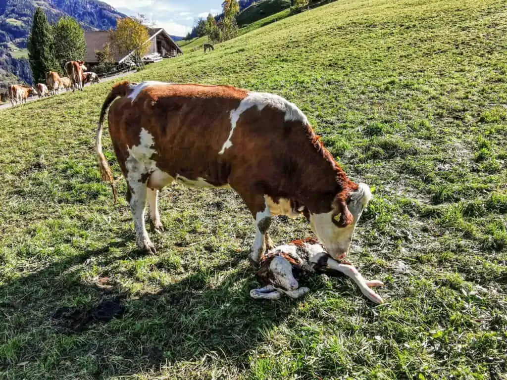 Ein neugeborenes Kalb auf der Wiese vom Bethuberhof in Matrei in Osttirol