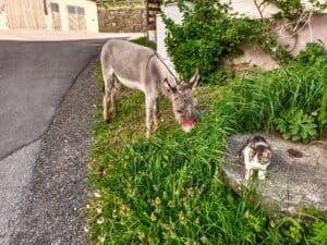 Esel und Katze beim Bethuberhof in Matrei in Osttirol